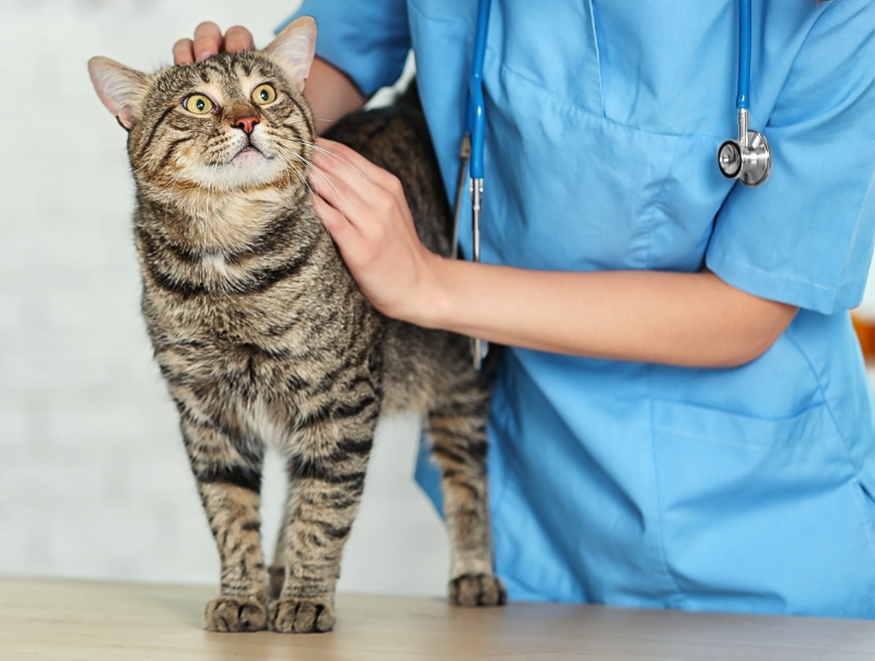 Veterinary Jobs in Midland